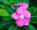 Light Pink Periwinkle Flower seeds for Planting Fragrant Blossoms, Heirloom & GMO Free Seeds for Home Garden seeds for planting