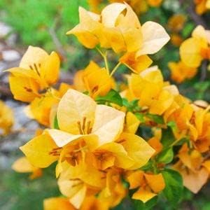 Bougainvillea Flower seeds for Planting Colorful Display, Heirloom & GMO Free Seeds for Home Garden seeds for planting