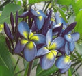Blue Yellow Frangipani Flower seeds for Planting Seasonal Bloomer, Heirloom & GMO Free Seeds for Home Garden seeds for planting