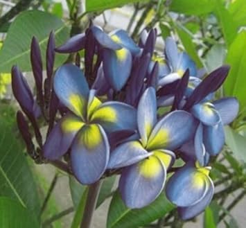 Blue Yellow Frangipani Flower seeds for Planting Seasonal Bloomer, Heirloom & GMO Free Seeds for Home Garden seeds for planting