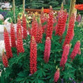 Maroon Lupine Flower seeds for Planting Wildflower Mix, Heirloom & GMO Free Seeds for Home Garden seeds for planting