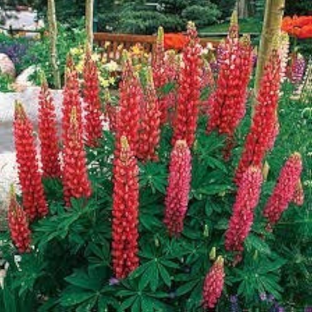 Maroon Lupine Flower seeds for Planting Wildflower Mix, Heirloom & GMO Free Seeds for Home Garden seeds for planting