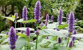 Premium Agastache Rugosa Flower seeds for Planting Compact Growth, Heirloom & GMO Free Seeds for Home Garden seeds