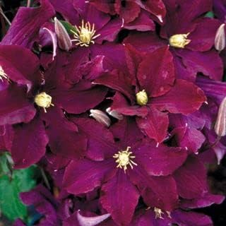 Burgundy Clematis Flower seeds for Planting Perfect for Borders, Heirloom & GMO Free Seeds for Home Garden seeds for planting