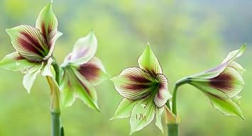 Premium Amaryllis Flower seeds for Planting Shade Tolerant, Heirloom & GMO Free Seeds for Home Garden seeds