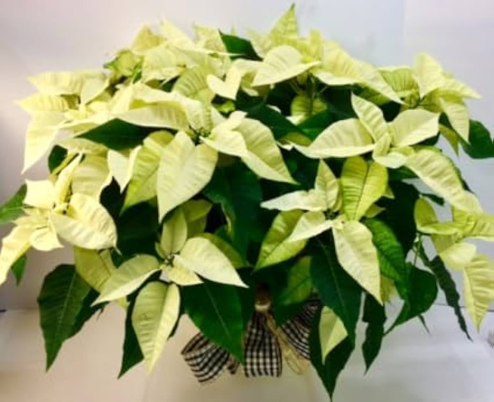 Premium Light Yellow Poinsettia Flower seeds for Planting Pollinator Friendly, Heirloom & GMO Free Seeds for Home Garden seeds