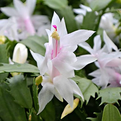 White Schlumbergera Flower seeds for Planting - Seasonal Bloomer, Heirloom & GMO Free Seeds for Home Garden