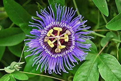 Passiflora Flower seeds for Planting Premium Quality Heirloom & GMO Free Seeds for Home Garden