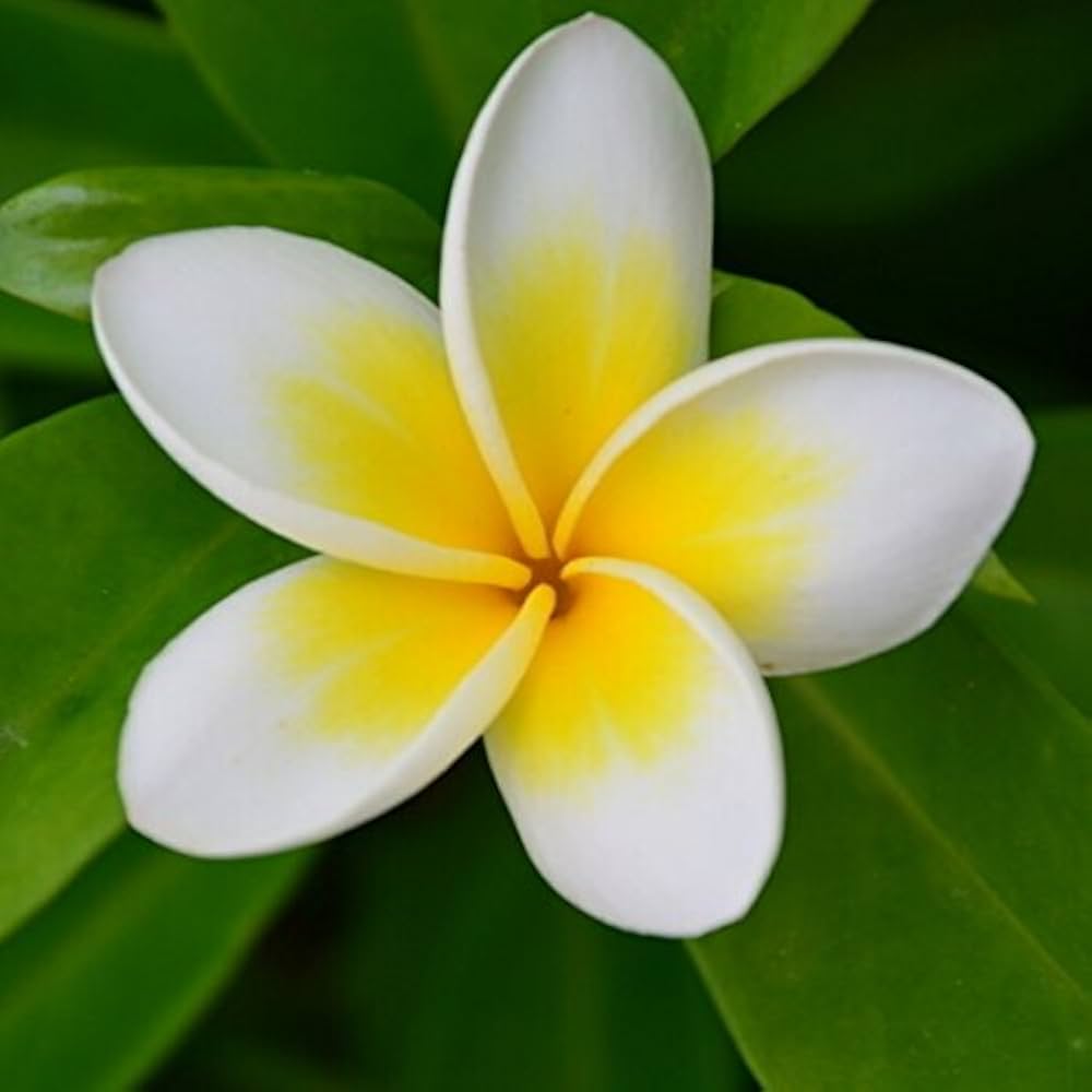 Plumeria Flower seeds for Planting - Shade Tolerant, Heirloom & GMO Free Seeds for Home Garden