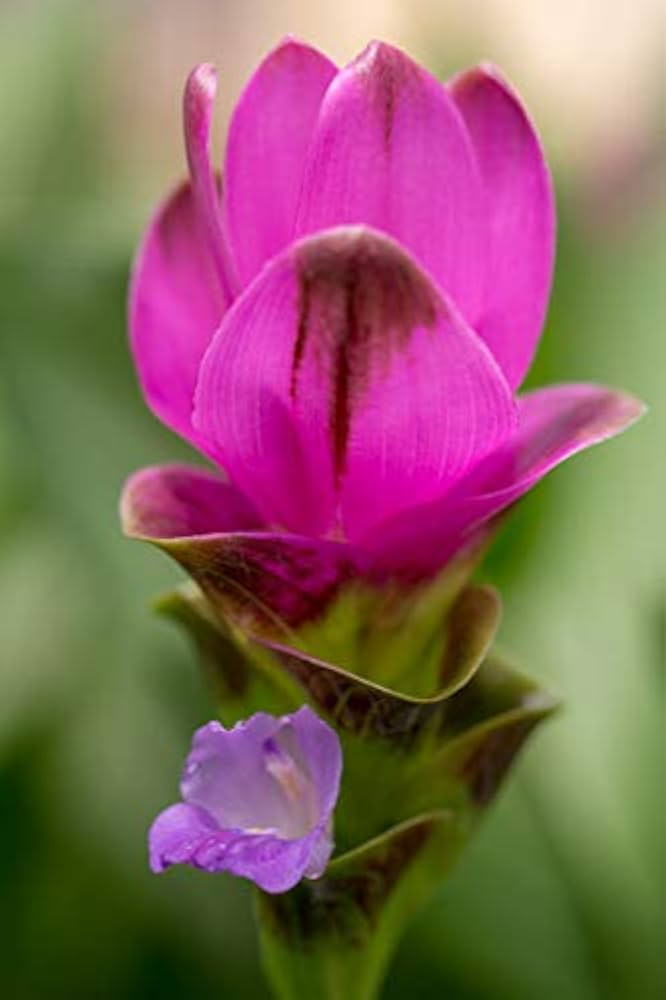 Alismatifolia Flower Seeds For Planting Light Purple - Cultivate The Unique Alismatifolias