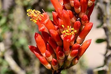 Ocotillo Fouquieria Splendens Flower seeds for Planting - Sun Loving, Heirloom & GMO Free Seeds for Home Garden
 
 Sale seeds for home garden