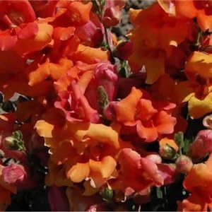 Orange Snapdragon Flower seeds for Planting Pollinator Friendly, Heirloom & GMO Free Seeds for Home Garden seeds for planting