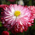 Leucanthemum Shasta Flower seeds for Planting Seasonal Bloomer, Heirloom & GMO Free Seeds for Home Garden seeds for planting