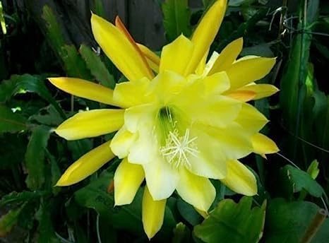 Epiphyllum Orchid Flower seeds for Planting Pollinator Friendly, Heirloom & GMO Free Seeds for Home Garden vegetable and garden seeds