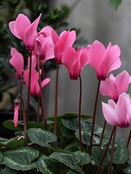 Cyclamen Light Pink Flower seeds for Planting Garden Favorite, Heirloom & GMO Free Seeds for Home Garden vegetable and garden seeds
