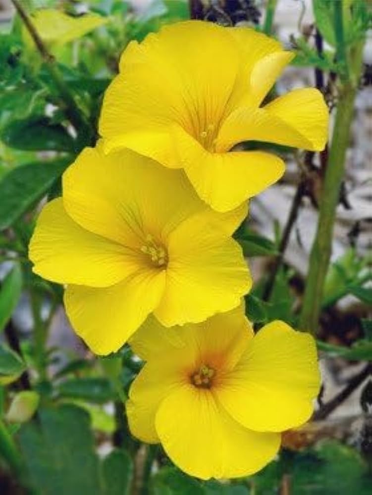 Premium Yellow Bermuda Buttercup Flower seeds for Planting Hardy Variety, Heirloom & GMO Free Seeds for Home Garden seeds
