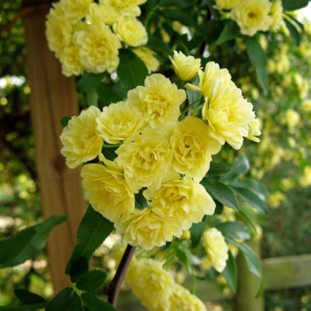Premium Rosa Banksia Flower seeds for Planting Drought Tolerant, Heirloom & GMO Free Seeds for Home Garden seeds