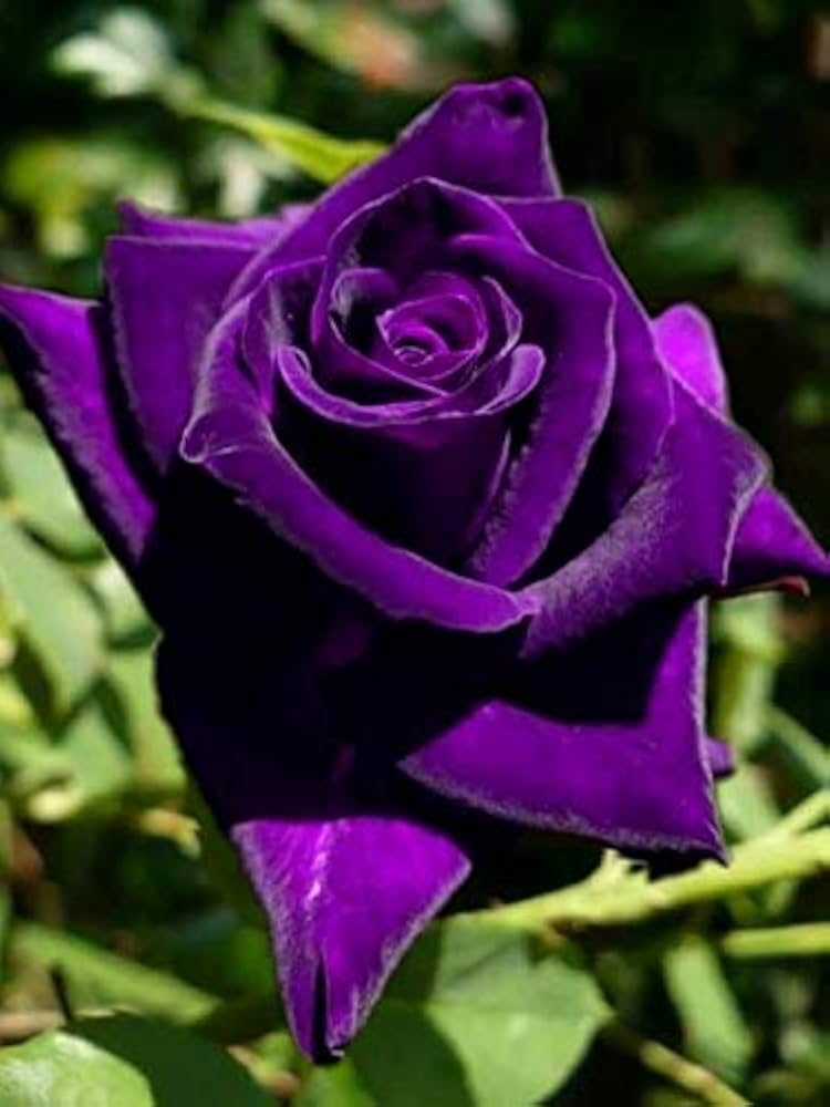 Purple Rose Flower seeds for Planting Low Maintenance, Heirloom & GMO Free Seeds for Home Garden vegetable and garden seeds