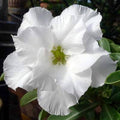 White Adenium Obessum Flower seeds for Planting Long Bloom Season, Heirloom & GMO Free Seeds for Home Garden seeds for planting