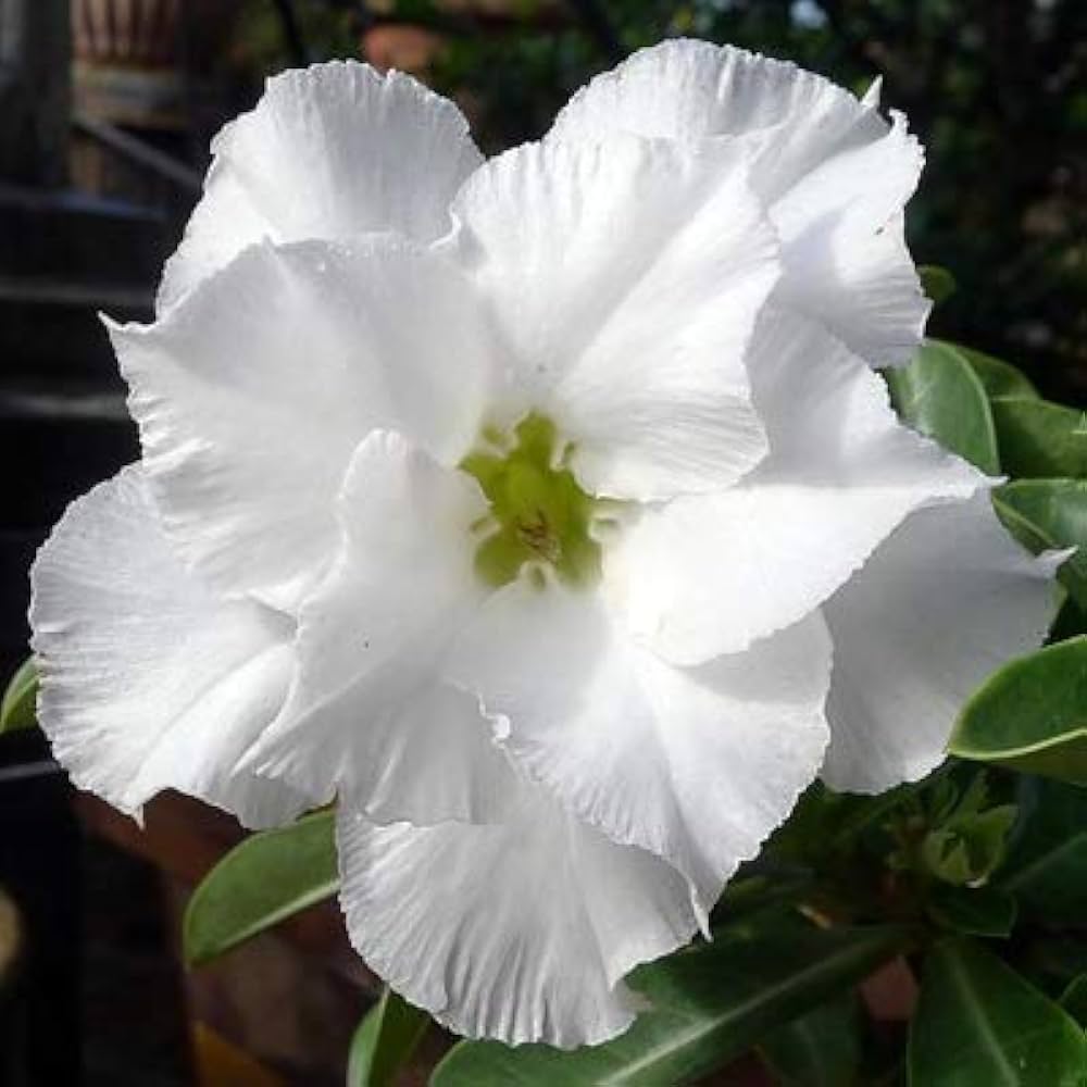 White Adenium Obessum Flower seeds for Planting Long Bloom Season, Heirloom & GMO Free Seeds for Home Garden seeds for planting