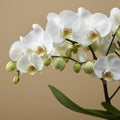 White Phalaenopsis Orchid Flower Seeds for Planting Heirloom, Non GMO, High Germination Organic Garden Seeds seeds for planting