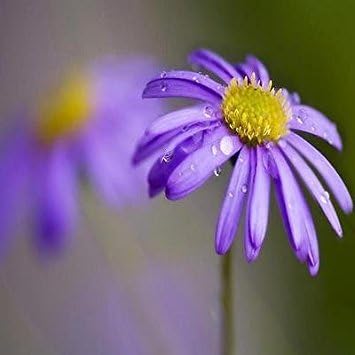 High quality Blue Brachycome Flower seeds for Planting Shade Tolerant, Heirloom & GMO Free Seeds for Home Garden seeds pack
