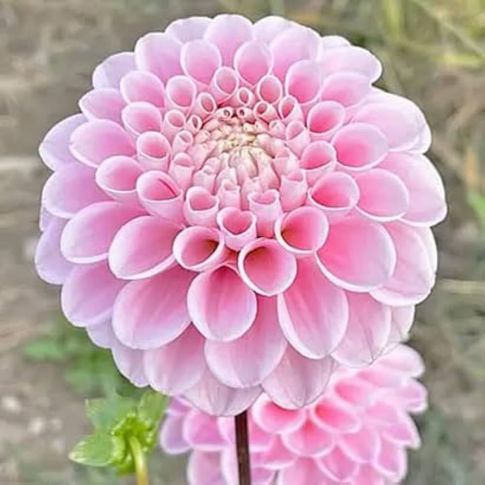 Pink Pompon Dahlia Flower seeds for Planting Cottage Garden Essential, Heirloom & GMO Free Seeds for Home Garden seeds for planting