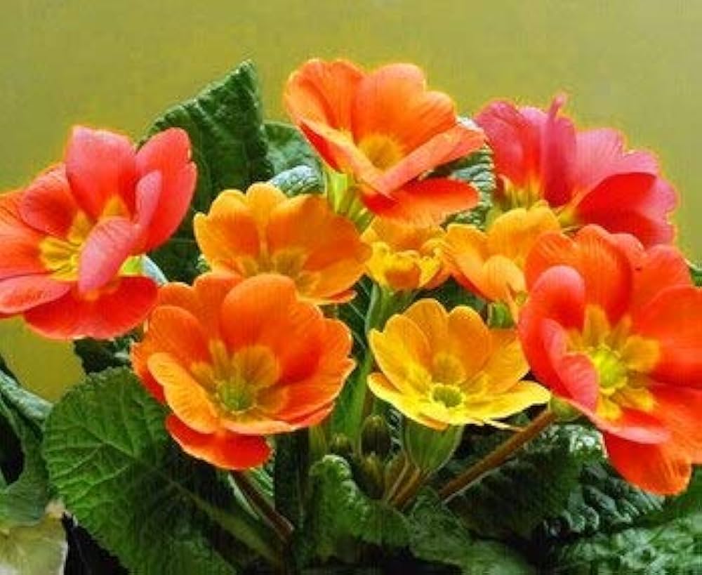 Premium Orange Primrose Flower seeds for Planting Sun Loving, Heirloom & GMO Free Seeds for Home Garden seeds