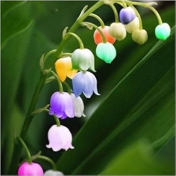 Premium Mixed Bell Orchid Flower seeds for Planting Seasonal Bloomer, Heirloom & GMO Free Seeds for Home Garden seeds
