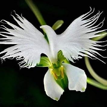 Egret Orchids Flower seeds for Planting Seasonal Bloomer Heirloom & GMO Free Seeds for Home Garden 
 
 Sale for planting in home garden