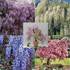 Mix Wisteria Flower seeds for Planting Cut Flower Favorite, Heirloom & GMO Free Seeds for Home Garden seeds for planting