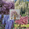 Mix Wisteria Flower seeds for Planting Cut Flower Favorite, Heirloom & GMO Free Seeds for Home Garden seeds for planting