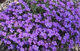 Aubrieta Violet Flower seeds for Planting Shade Tolerant, Heirloom & GMO Free Seeds for Home Garden seeds for planting