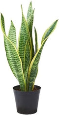 Sansevieria Flower seeds for Planting Sun Loving, Heirloom & GMO Free Seeds for Home Garden seeds for planting