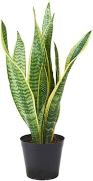 Sansevieria Flower seeds for Planting Sun Loving, Heirloom & GMO Free Seeds for Home Garden seeds for planting