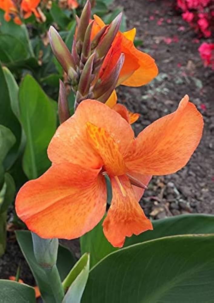 Orange Indica Flower seeds for Planting Sun Loving, Heirloom & GMO Free Seeds for Home Garden vegetable and garden seeds