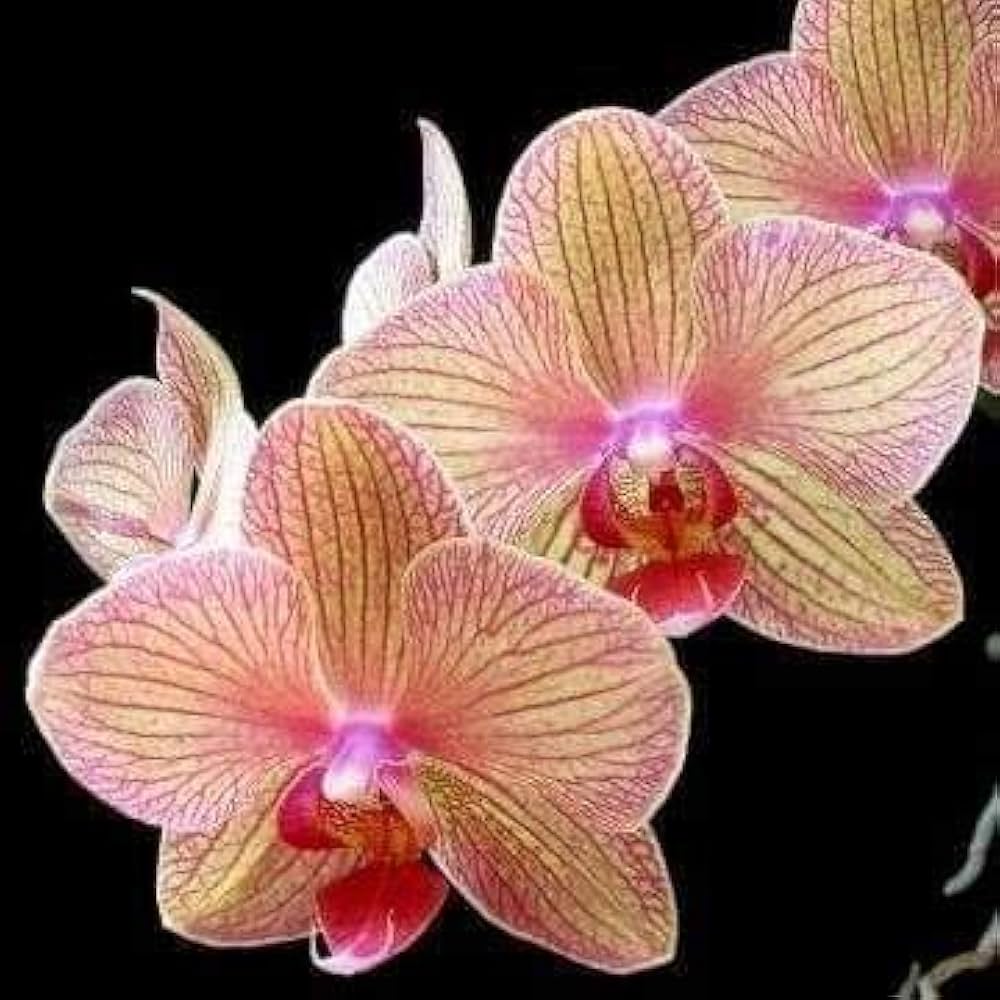 Premium Orchid Cymbidium Flower seeds for Planting Long Bloom Season, Heirloom & GMO Free Seeds for Home Garden seeds