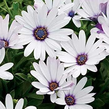 Osteospermum White Flower seeds for Planting Fragrant Blossoms, Heirloom & GMO Free Seeds for Home Garden vegetable and garden seeds
