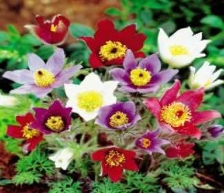 Mixed Anemone Pulsatilla Seeds For Planting Flower