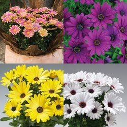 Mixed Osteospermum Flower seeds for Planting Perfect for Borders, Heirloom & GMO Free Seeds for Home Garden seeds for planting