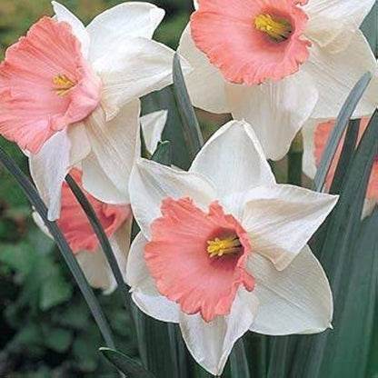 Baby Pink & White Daffodil Flower Seeds for Planting