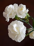 Caryophyllus Flower seeds for Planting Sun Loving, Heirloom & GMO Free Seeds for Home Garden seeds for planting