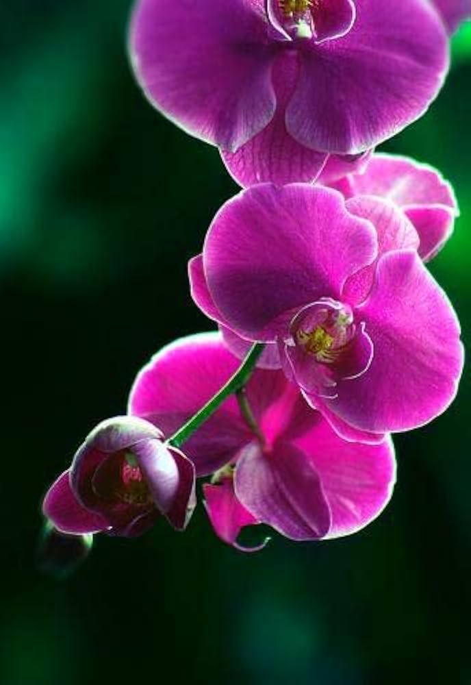 Premium Purple Butterfly Orchid Flower seeds for Planting Perfect for Borders, Heirloom & GMO Free Seeds for Home Garden seeds
