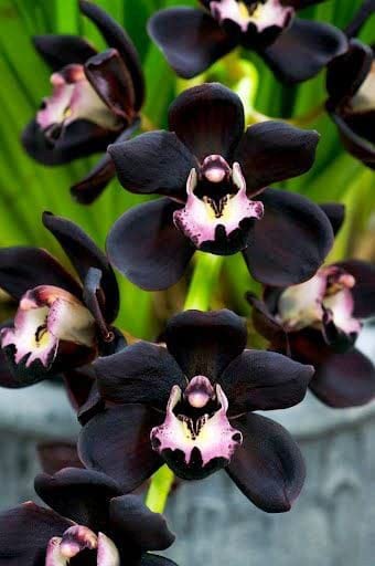 Premium Black Dendrobium Flower seeds for Planting Sun Loving, Heirloom & GMO Free Seeds for Home Garden seeds