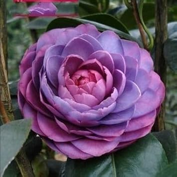 Purple & Pink Camellia Flower seeds for Planting Wildflower Mix, Heirloom & GMO Free Seeds for Home Garden vegetable and garden seeds