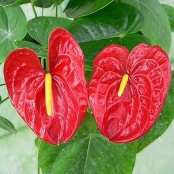 Anthurium Flower seeds for Planting Easy to Grow, Heirloom & GMO Free Seeds for Home Garden seeds for planting