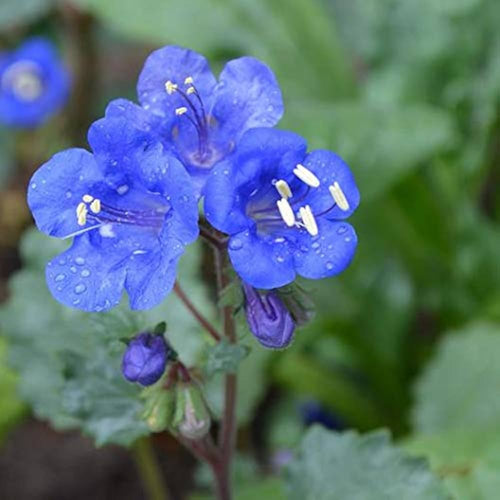 Blue Cali Flower seeds for Planting Sun Loving, Heirloom & GMO Free Seeds for Home Garden seeds for planting
