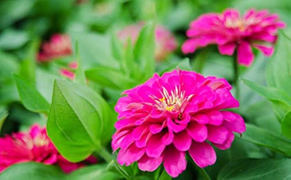 Elegans Flower seeds for Planting Low Maintenance, Heirloom & GMO Free Seeds for Home Garden vegetable and garden seeds
