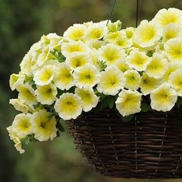 Yellow & White Heirloom Petunia Flower seeds for Planting Bright Blooms, Heirloom & GMO Free Seeds for Home Garden seeds for planting