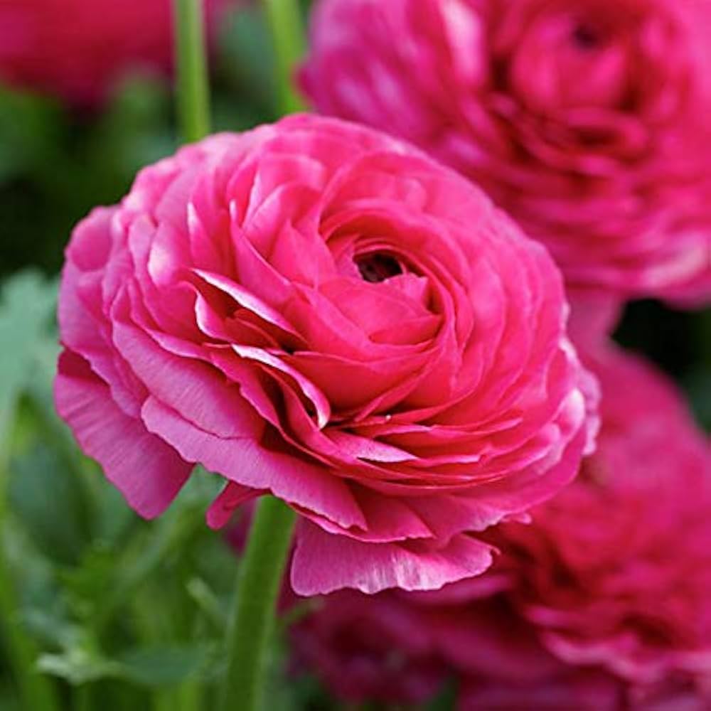 Ranunculus Perennial Flower seeds for Planting, Drought Tolerant Heirloom & GMO Free Seeds for Home Garden